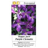 Happy Jack Clematis Vine Purple