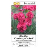 Dianthus Cranberry Cocktail
