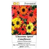 Coneflower Mixed Colors Cheyenne