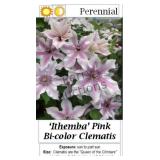 Clematis Vine Pink Bi-color Ithemba