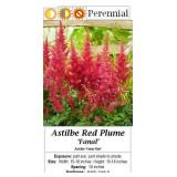 Plume Flower Red Astilbe