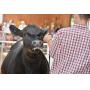 Livingston County 4-H Livestock Auction 2026