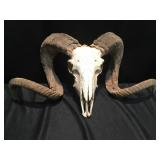 Ram skull