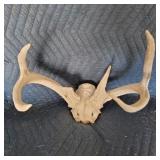Deer Skull with Antlers
