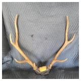 Elk Antlers