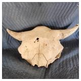 Buffalo Skull with horns
