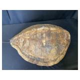 Turtle Shell