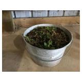 Galvanized Bucket Planter