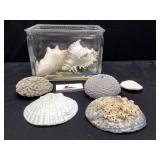 Shells and Glass Box