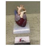 Doctors office display body parts the heart