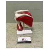 Doctors office displays liver and spleen