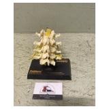 Doctors office displays the vertebrae