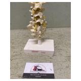 Doctors office display vertebrae