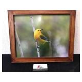 Yellow Bird Photograph