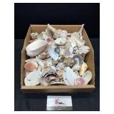 Misc Sea Shells