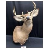 Deer Head Mount