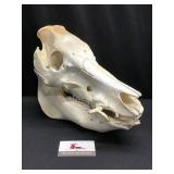 Wild Boar Skull