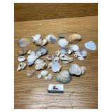 Seashells