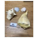 Seashells