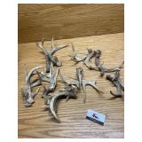 Deer antlers