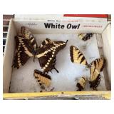 Swallow tail butterflies