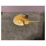 Horse she crab shell