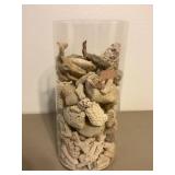 Seashells / Coral