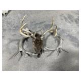 Deer antlers