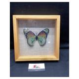 Butterfly shadow box