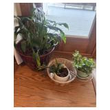House plants
