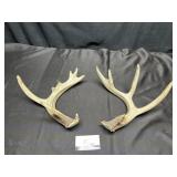 Deer antlers