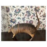 Taxidermy Armadillo