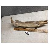 Taxidermy fish