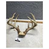 Deer antlers