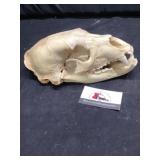 Animal skull