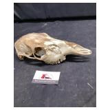 Animal skull