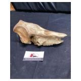 Animal skull