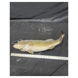 Taxidermy fish