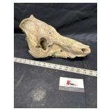 Skull