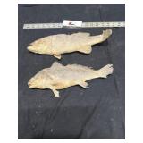 Taxidermy fish