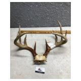 Dear antlers