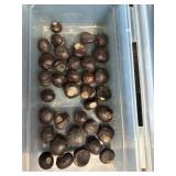 Buckeyes
