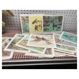 Vintage bird portraits