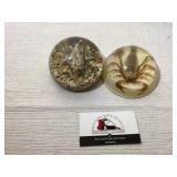 Insect paperweights