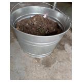 Galvanized pail