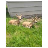 Heavy concrete outdoor deer decor