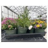 Flat of Mixed Flowers