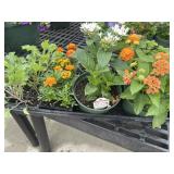 Flat of Mixed Flowers