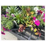 Flat of Mixed Flowers