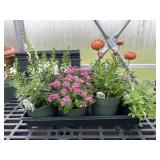 Flat of Mixed Flowers